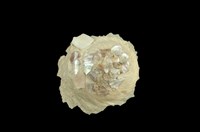 藏品(陽傘螺)的圖片